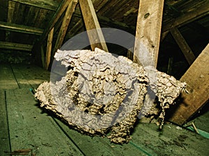 Used wasps polist. Old nest of wasps family