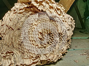 Used wasps polist. Old nest of wasps family