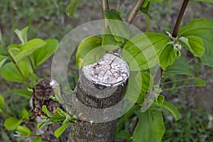 Used white lime to paint the cut branches to heal the wounds of the tree.