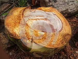 Used young coconut shells discarded in the Kalimantan swamplands 3 photo