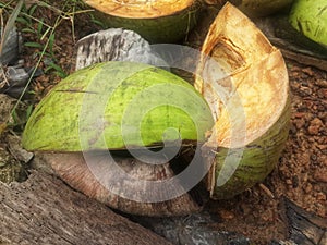Used young coconut shells discarded in the Kalimantan swamplands 2 photo