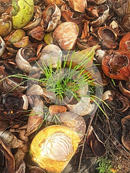 Used young coconut shells discarded in the Kalimantan swamplands 9 photo