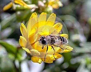 Useful insect similar to a fly sits on a calendula flower