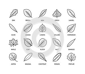 Useful leaves linear icons vegan analysis vector set of leaf design elements tree healthy food vector symbol set
