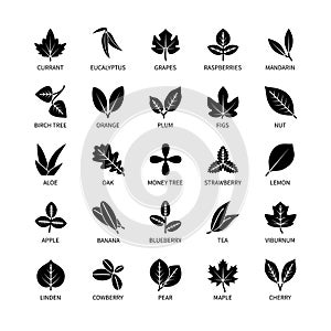 Useful leaves silhouette linear icons vegan analysis vector set of design elements leaf tree bush berry healthy food