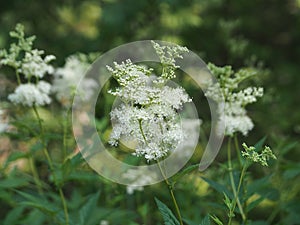 Useful plant filipendula ulmaria with fragrant delicate flowers in the garden in summer. Seasonal flowering of medicinal herbs