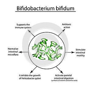 Useful properties of bifidobacteria. Bifidobacterium bifidum. Probiotic, lactobacillus, bifidobacterium, probiotic