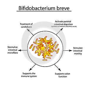 Useful properties of bifidobacteria. Bifidobacterium breve. Probiotic, lactobacillus, bifidobacterium, probiotic photo