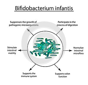 Useful properties of bifidobacteria. Bifidobacterium infantis. Probiotic, lactobacillus, bifidobacterium, probiotic photo