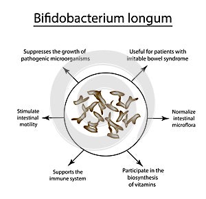 Useful properties of bifidobacteria. Bifidobacterium longum. Probiotic, lactobacillus, bifidobacterium, probiotic