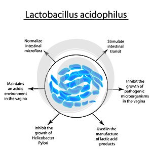 Useful properties of lactobacillus. Probiotic. Lactobacillus acidophilus. Infographics. Vector illustration on isolated photo