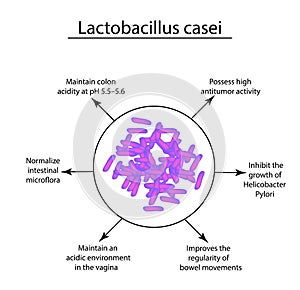 Useful properties of lactobacillus. Probiotic. Lactobacillus casei. Infographics. Vector illustration on isolated