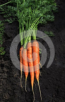 Useful ripe crop orange vegetable carrot lies in a vegetable gar