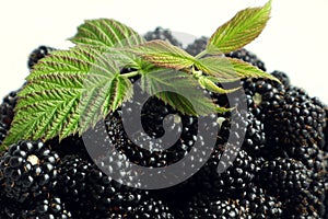 Useful vitamin berry: ripe blackberry, green raspberry leaf, close-up, light background, space for text