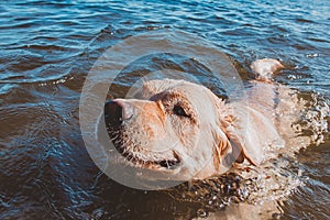 Useful water treatments for dog health