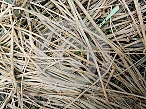 useless heaps of dry grass