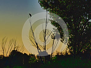 Heron Watching the Sunrise photo