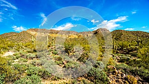 Usery Mountain Regional Park with is many Saguaro and Cholla Cacti under blue sky