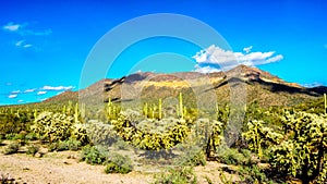 Usery Mountain Regional Park with is many Saguaro and Cholla Cacti under blue sky