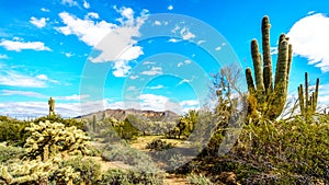 Usery Mountain Regional Park with is many Saguaro and Cholla Cacti under blue sky