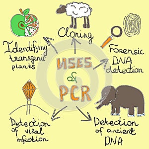 Uses of pcr handdrawn