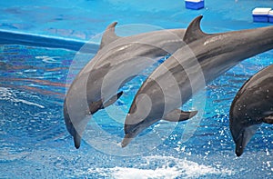 USHAKA MARINE WORLD, DURBAN, KWA-ZULU NATAL, SOUTH AFRICA - THREE BOTTLENOSE DOLPHINS PERFORMING AT USHAKA WATERWORLD