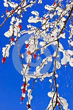 Ãâushes,twigs,red fruit of the wild rose,in the white snow,covered with hoar frost,on the background of the blue sky