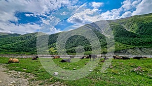 Ushguli -  Cattle on a meadow in the Svaneti mountain range, Caucasus, Georgia.
