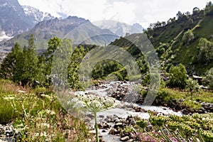 Ushguli- Patara Enguri River flowing down the valley in the Greater Caucasus Mountain Range in Georgia. Flowers