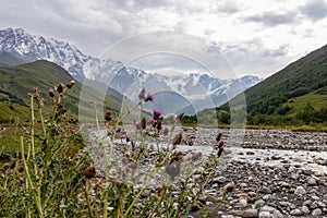 Ushguli- Patara Enguri River flowing down the valley in the Greater Caucasus Mountain Range in Georgia. Thistle Flower