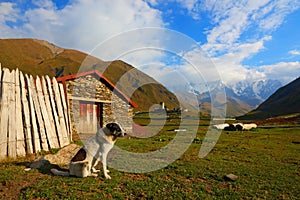 Ushguli.Svaneti.Georgia.The dog and the mountain.The mountainous