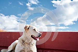 Ushuaia, Argentina, September 23, 2018: Portrait of a brown golden retriever dog in the street