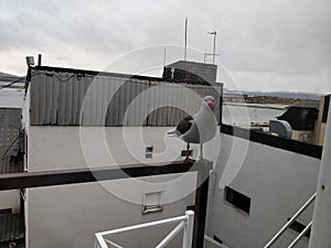 Ushuaia Bird photo