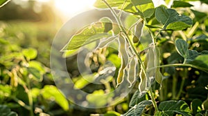 Using advanced genetic tools plant breeders focus on enhancing the nutritional value of soybeans crafting a new variety photo