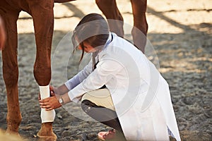 Using bandage to heal the leg. Female vet examining horse outdoors at the farm at daytime