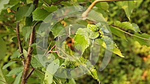 Using caustic potash solution to treat cherry tree infected by black aphids