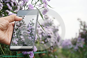 Using a cell phone to take pictures of flowers