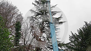 Using a crane to help with tree removal