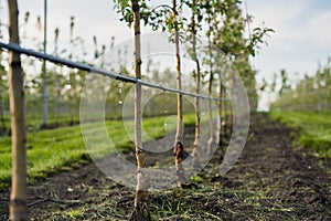 Using drip irrigation in a young apple tree garden