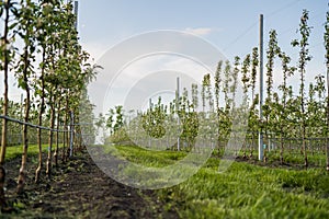 Using drip irrigation in a young apple tree garden