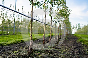 Using drip irrigation in a young apple tree garden