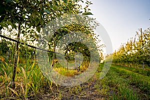 Using drip irrigation in a young apple tree garden