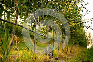 Using drip irrigation in a young apple tree garden