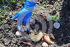 Using earthworm to decompose organic waste