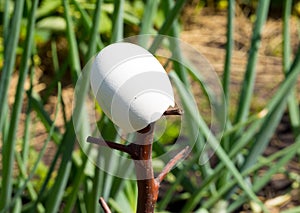 Using an empty egg to scare away butterflies in the garden