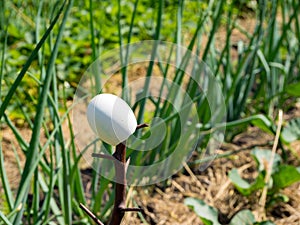 Using an empty egg to scare away pest butterflies in the garden