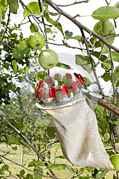 Using fruit picking stick in apple orchard, close up