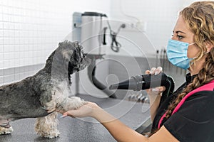 Using a hair dryer to care for a Shih Tzu puppy