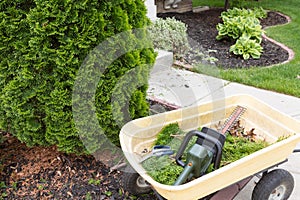 Using a hedge trimmer to trim Arborvitaes