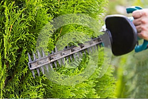 Using a hedge trimmer to trim the bushes.